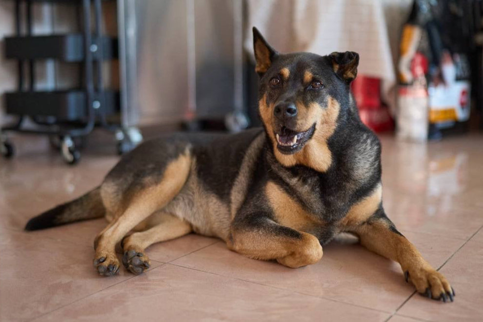 Dog lying on a tiled floor in a kitchen setting
